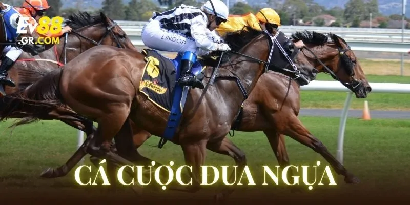 Cá Cược Đua Ngựa có những kèo chơi nào nổi tiếng?