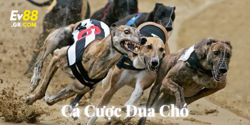 Giải thích cá cược đua chó