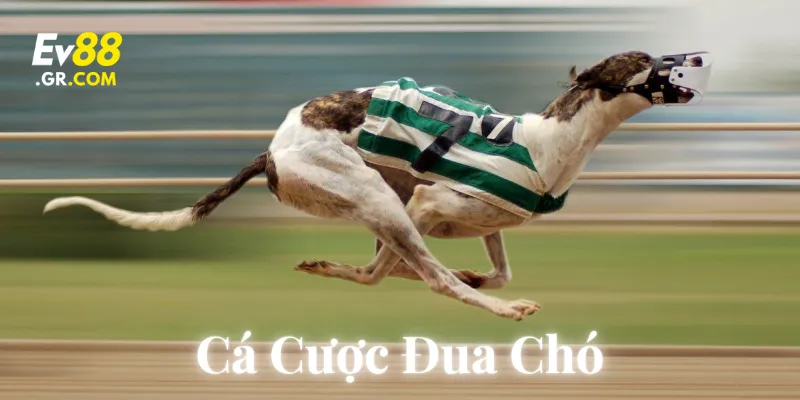 Cá Cược Đua Chó: Hướng dẫn Top 1 cho người mới bắt đầu